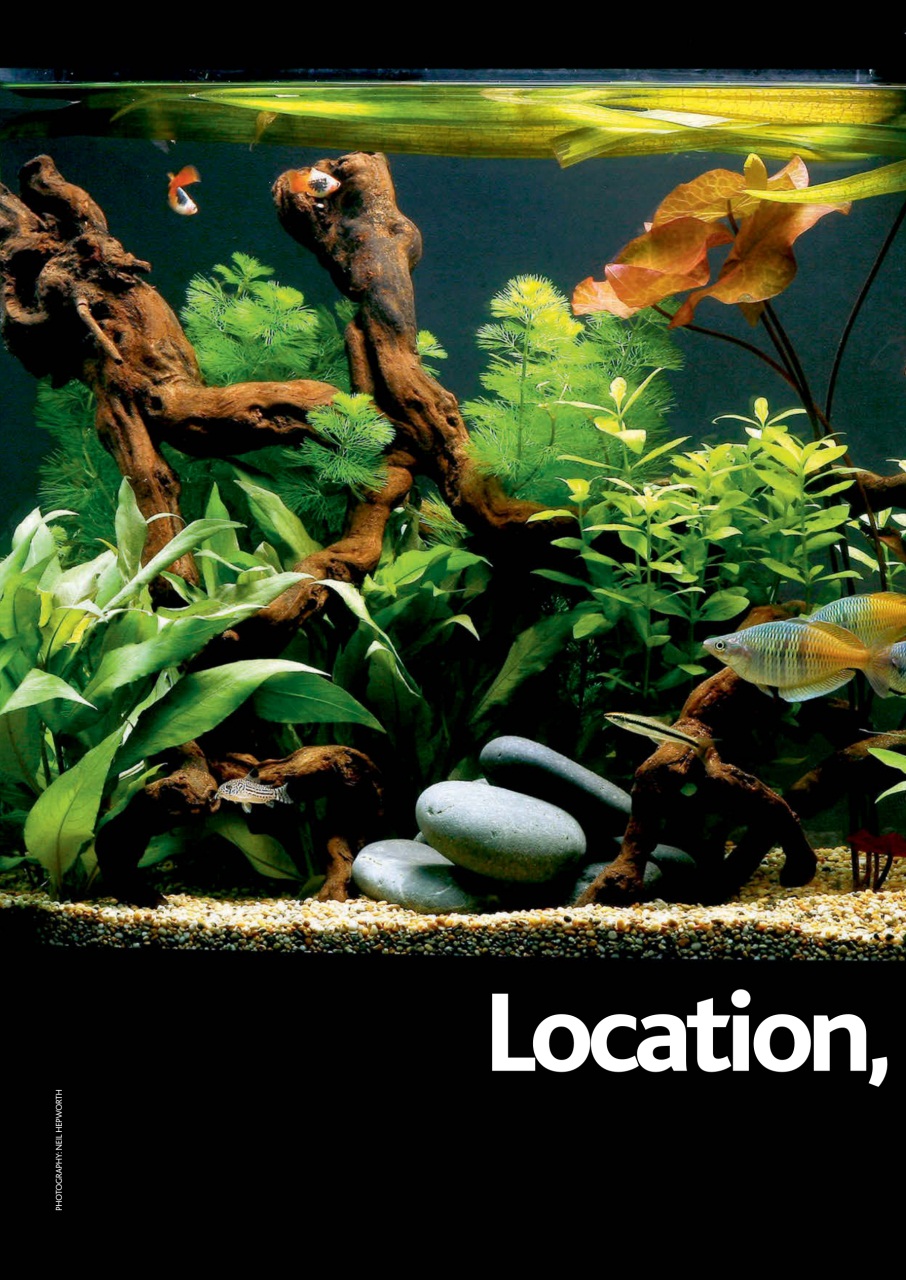 Practical Fishkeeping Preview Pages