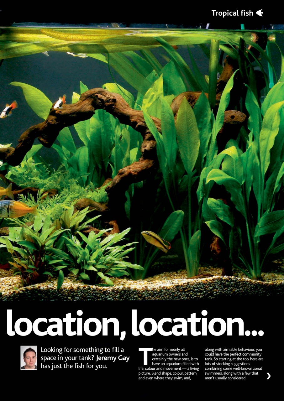 Practical Fishkeeping Preview Pages