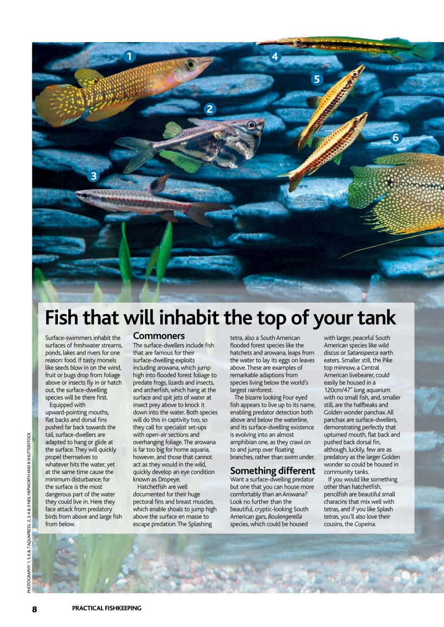 Practical Fishkeeping Preview Pages