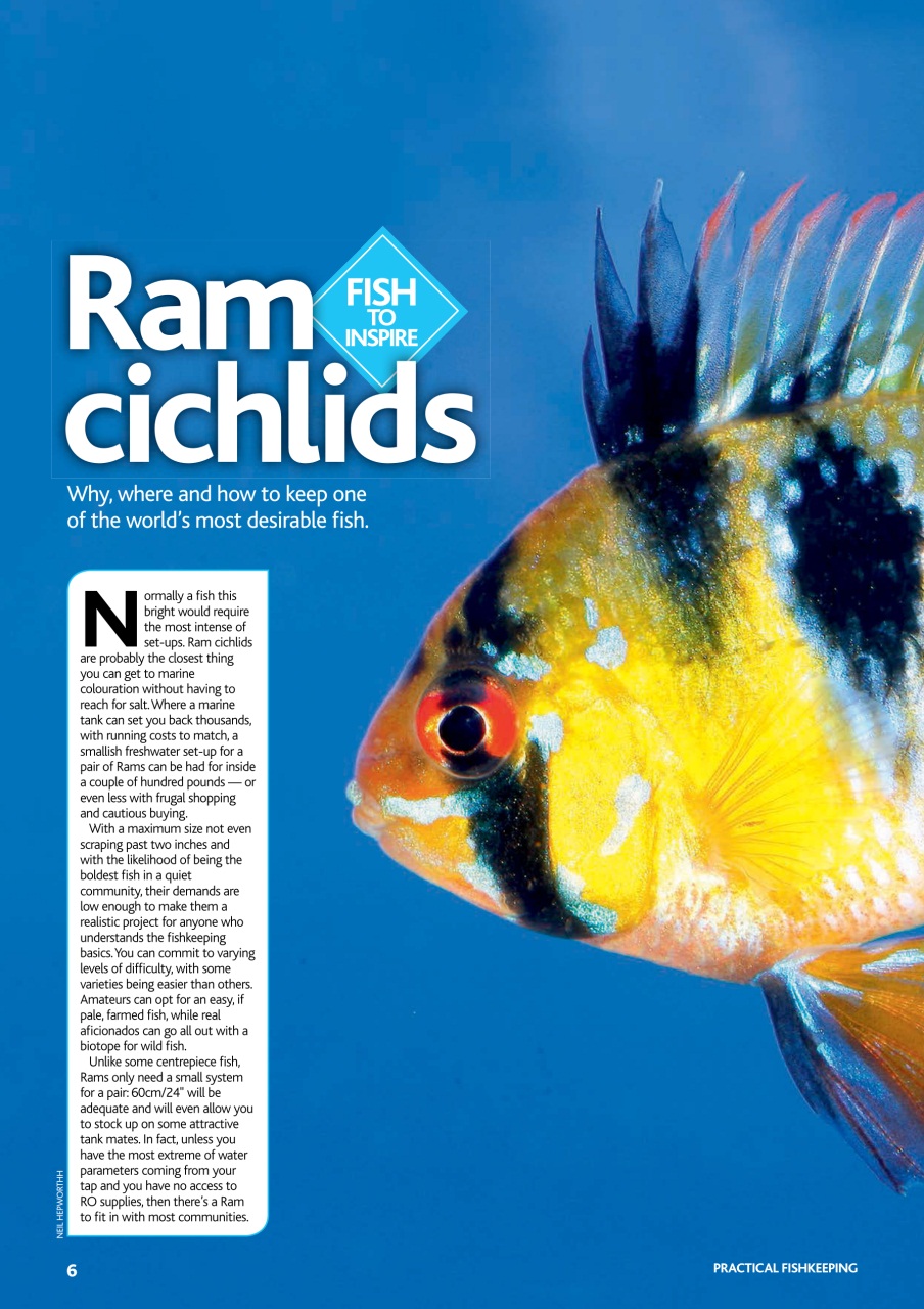 Practical Fishkeeping Preview Pages