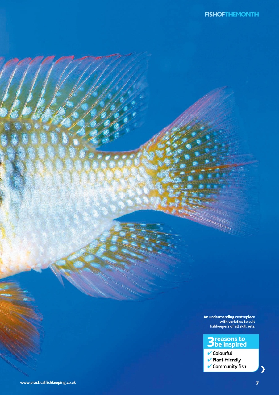 Practical Fishkeeping Preview Pages