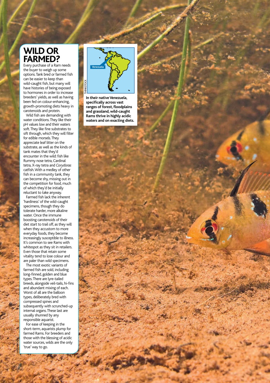 Practical Fishkeeping Preview Pages