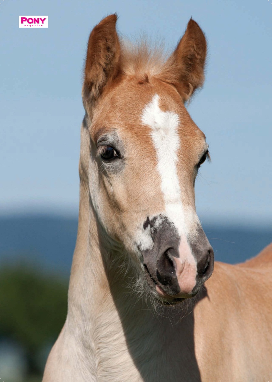 Pony Magazine Preview Pages