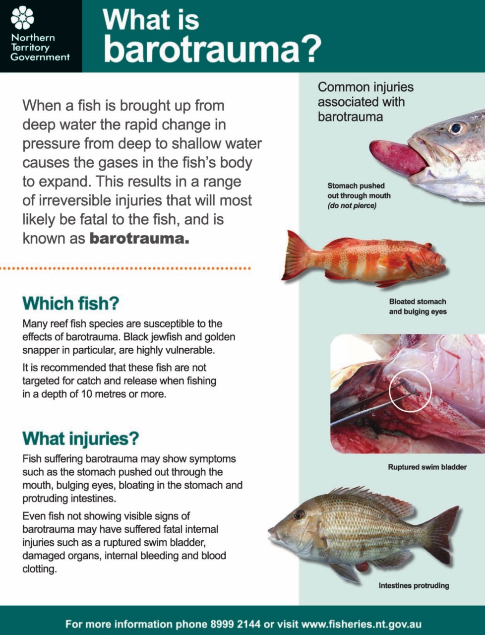 North Australian Fishing and Outdoors Magazine Preview Pages