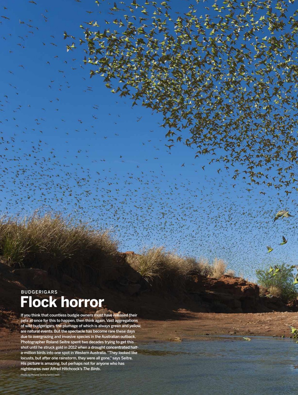 BBC Wildlife Magazine Preview Pages