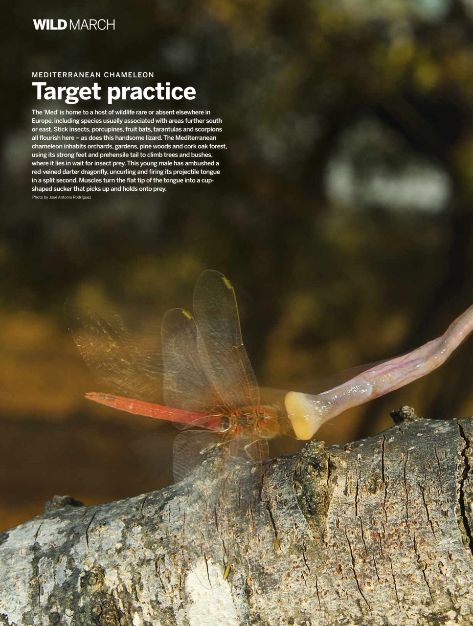 BBC Wildlife Magazine Preview Pages