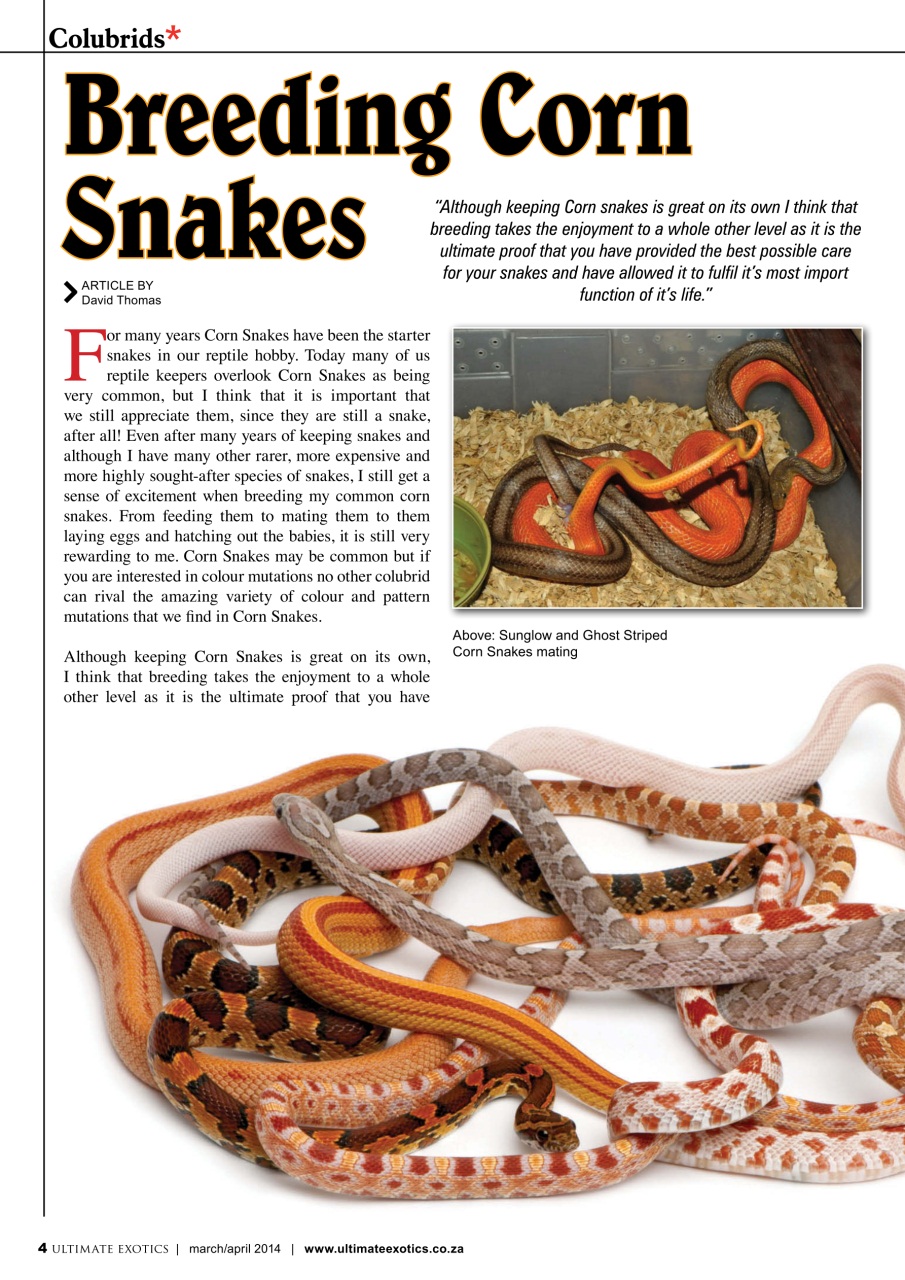 Ultimate Exotics Preview Pages