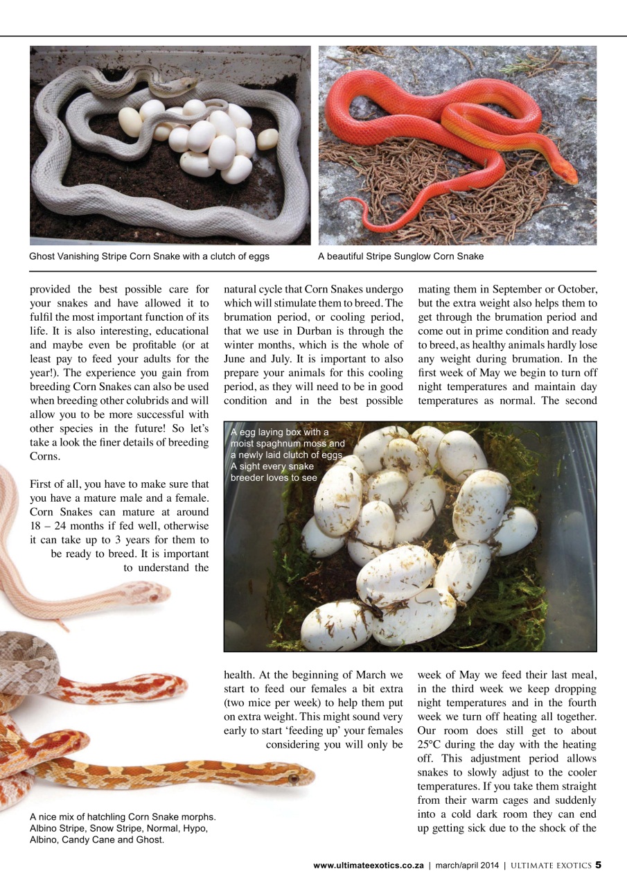 Ultimate Exotics Preview Pages