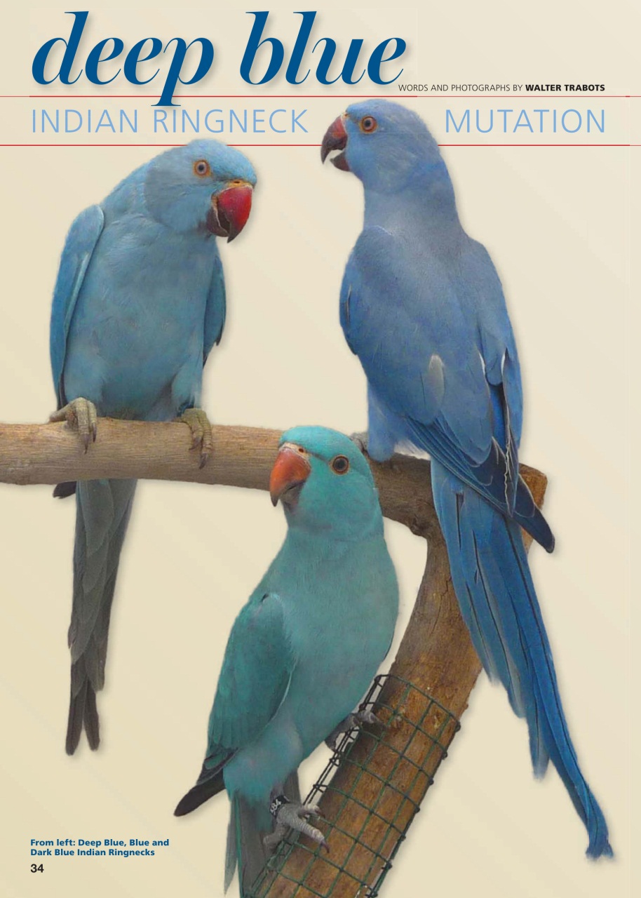 Australian Birdkeeper Magazine Preview Pages