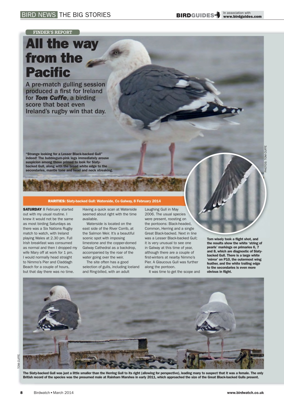 Birdwatch Magazine Preview Pages