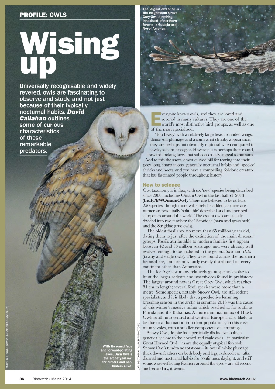 Birdwatch Magazine Preview Pages