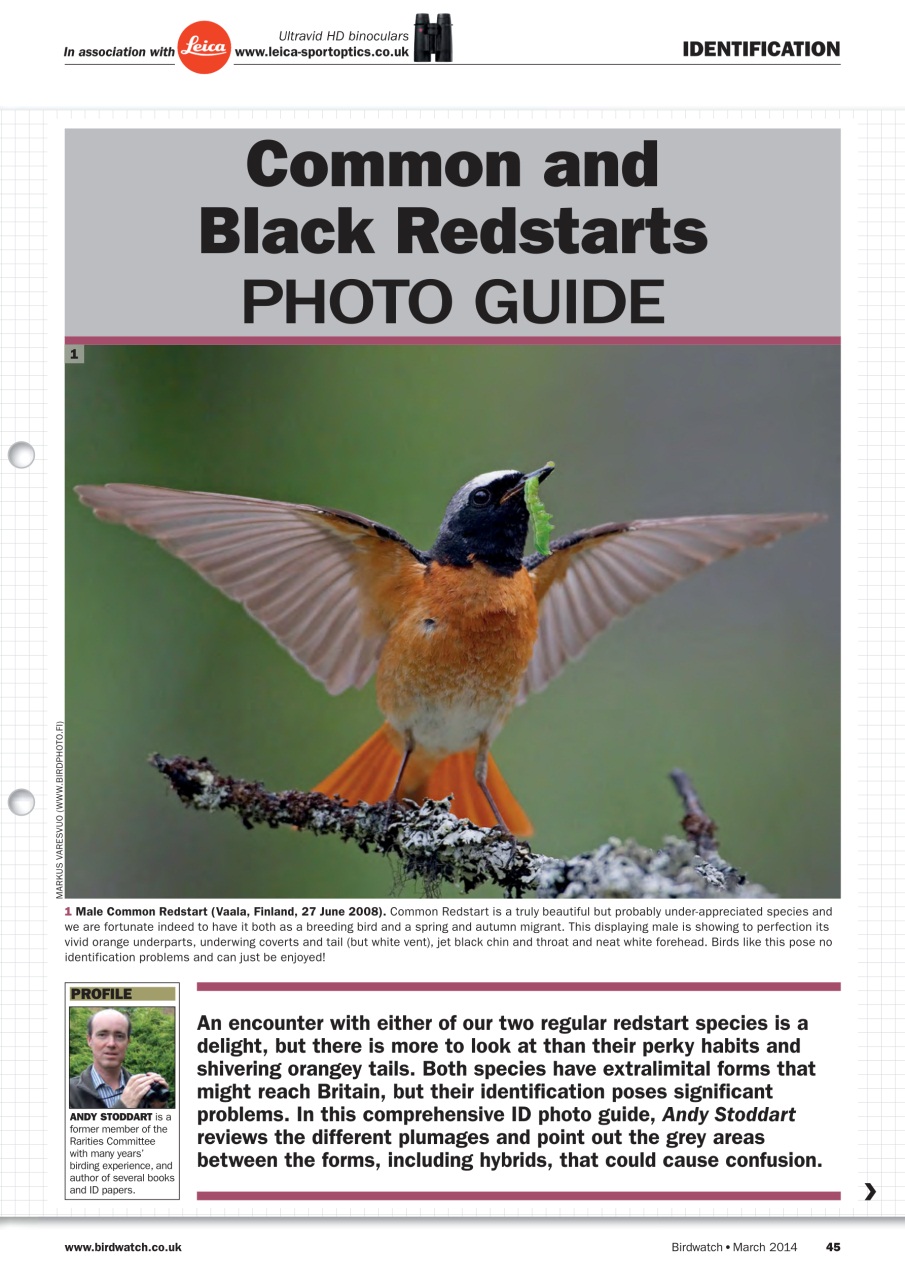 Birdwatch Magazine Preview Pages
