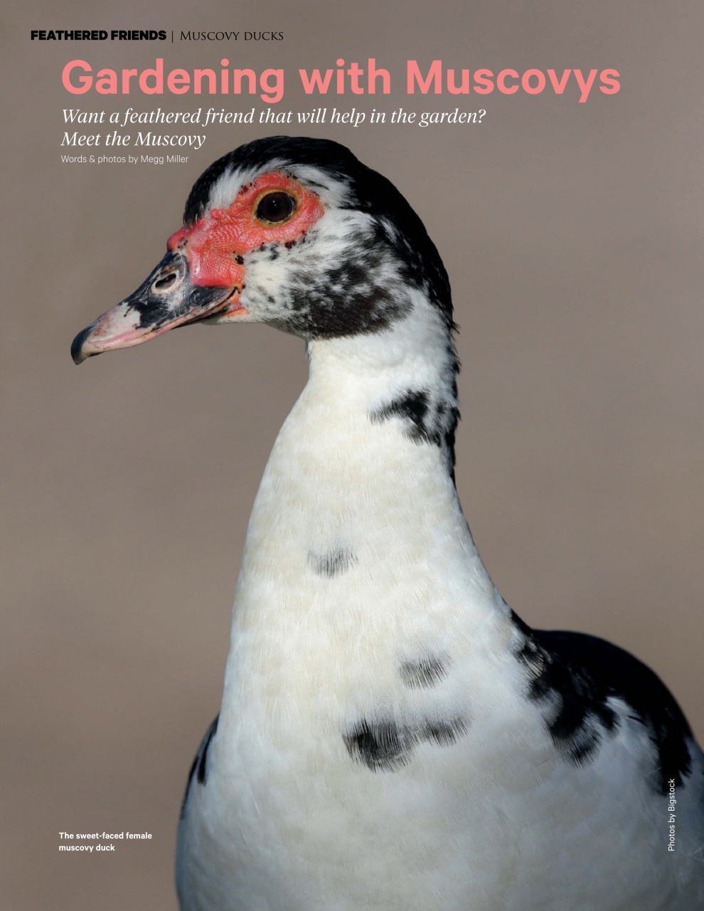 Good Organic Gardening Preview Pages