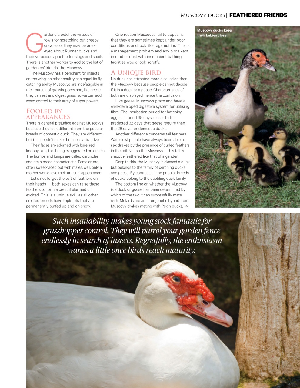 Good Organic Gardening Preview Pages