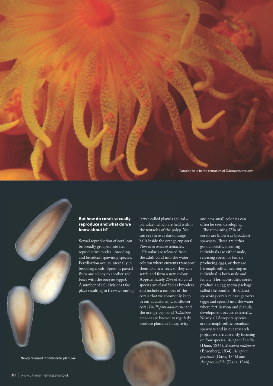 UltraMarine Magazine Preview Pages