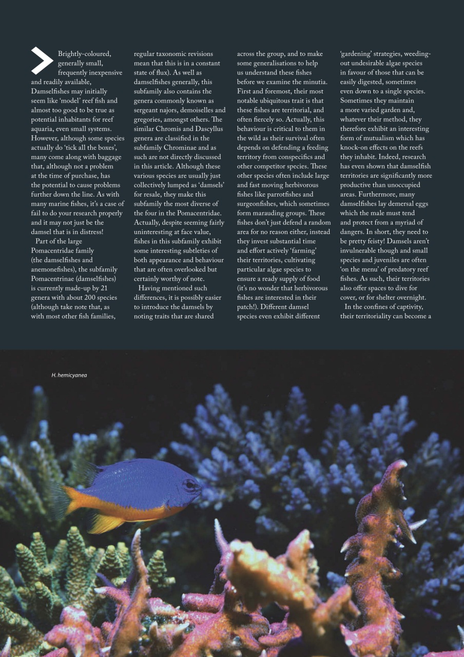 UltraMarine Magazine Preview Pages