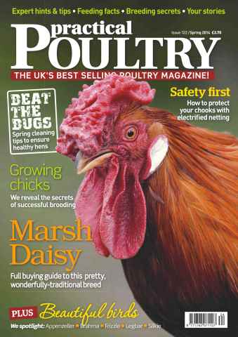 Practical Poultry issue No.122 Marsh Daisy