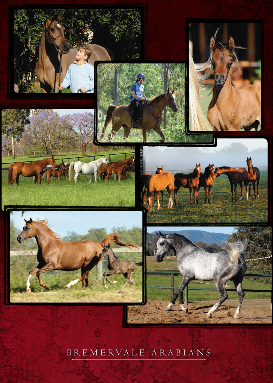 Arabian Studs & Stallions Preview Pages