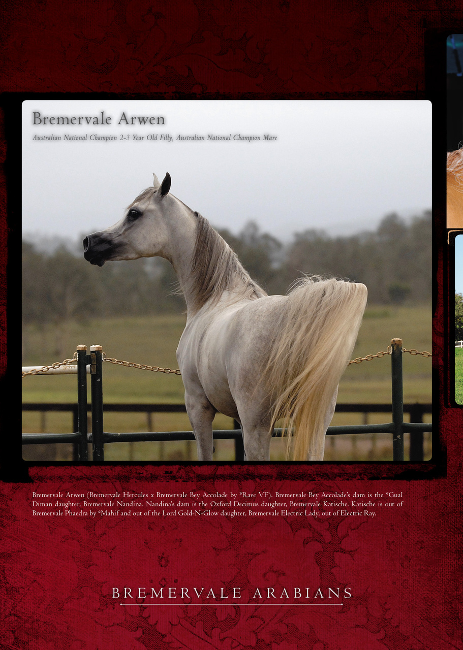 Arabian Studs & Stallions Preview Pages