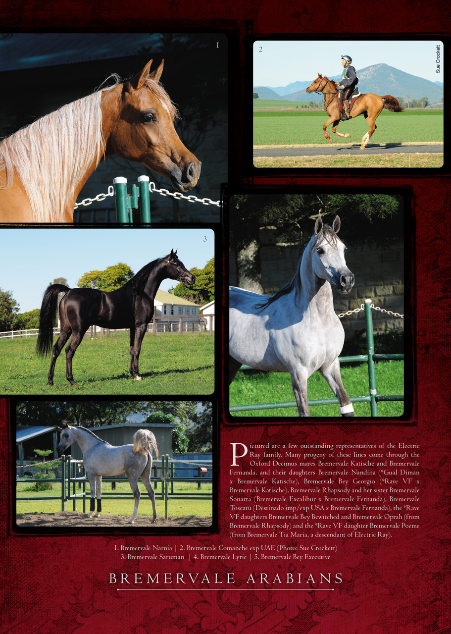 Arabian Studs & Stallions Preview Pages
