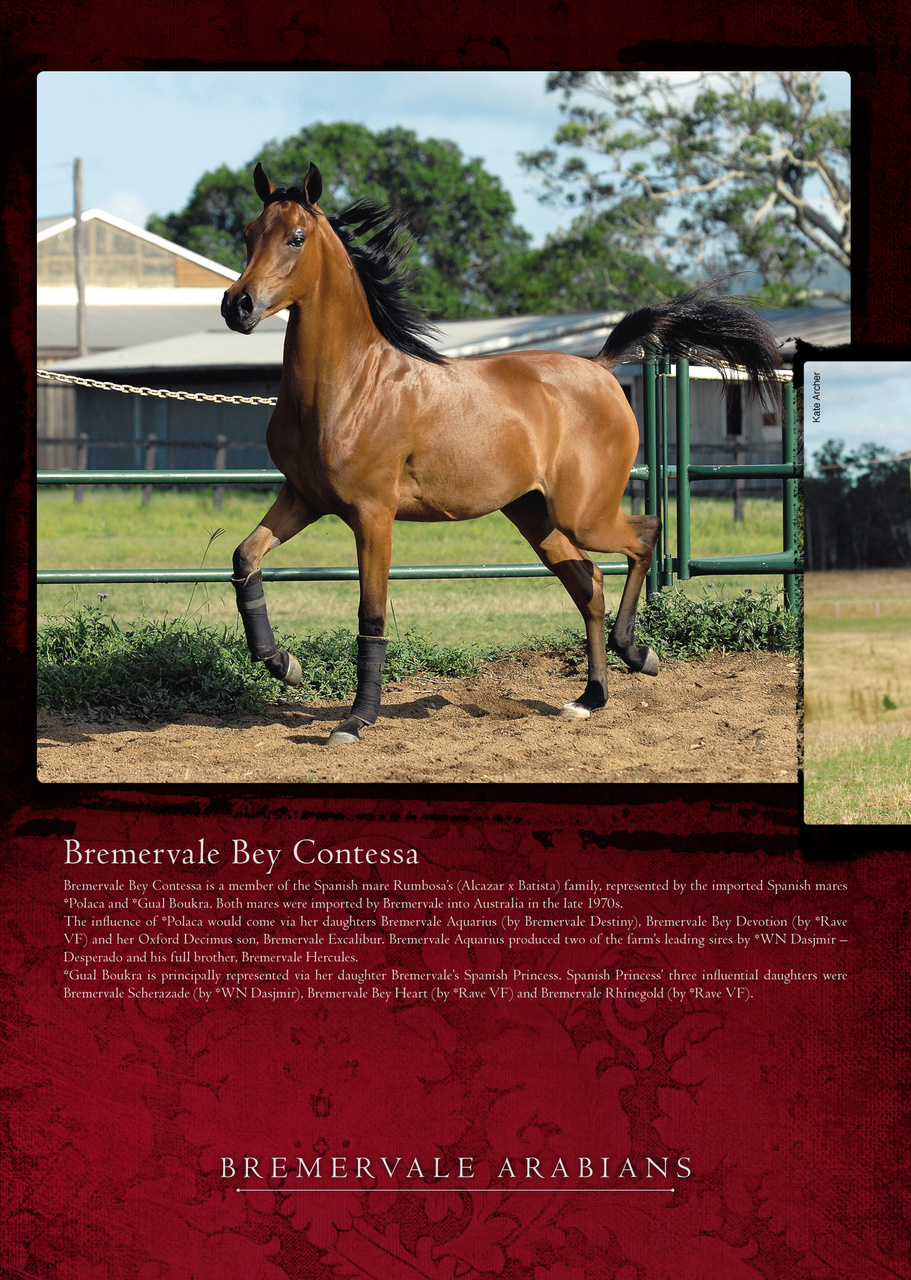 Arabian Studs & Stallions Preview Pages