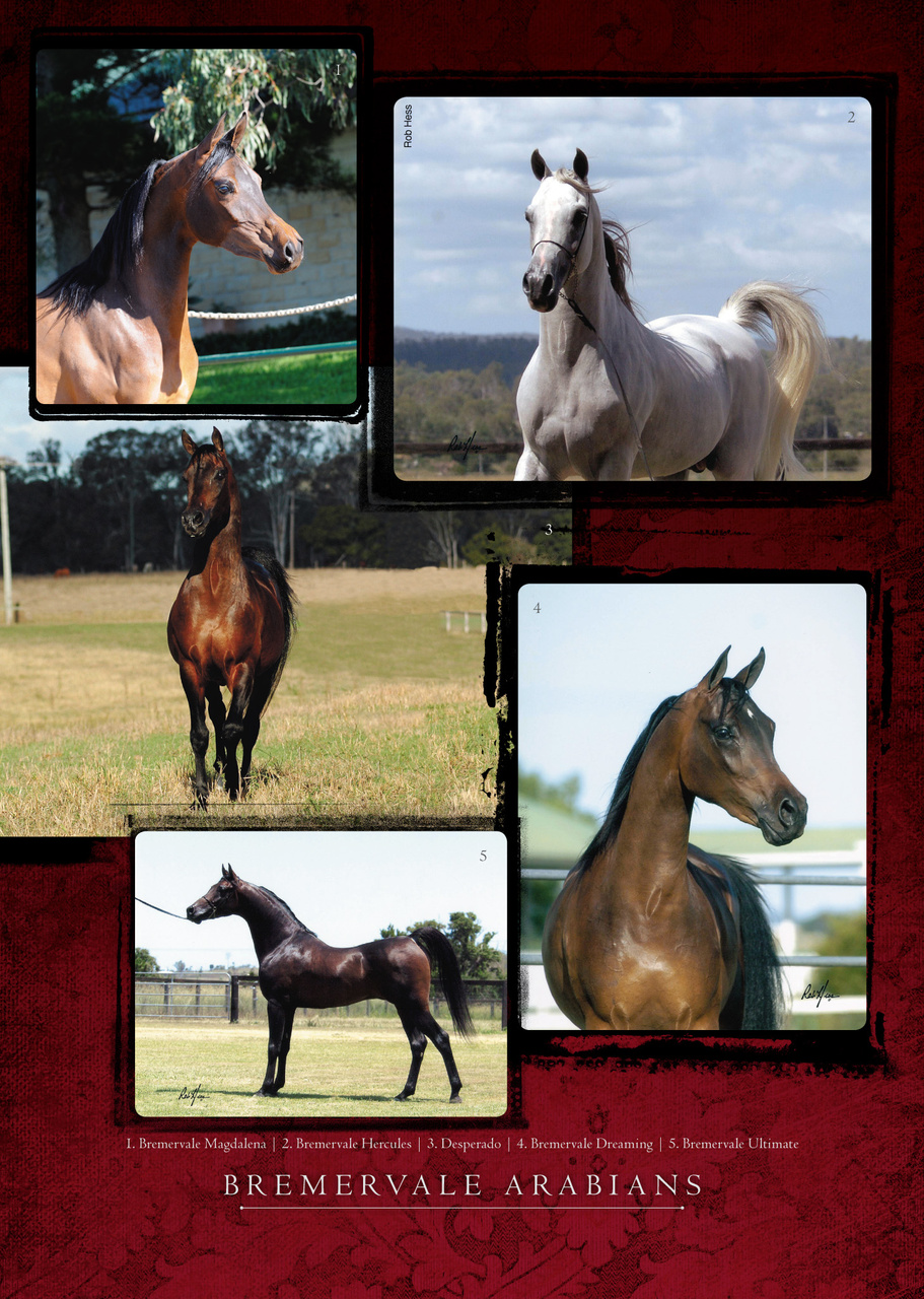 Arabian Studs & Stallions Preview Pages