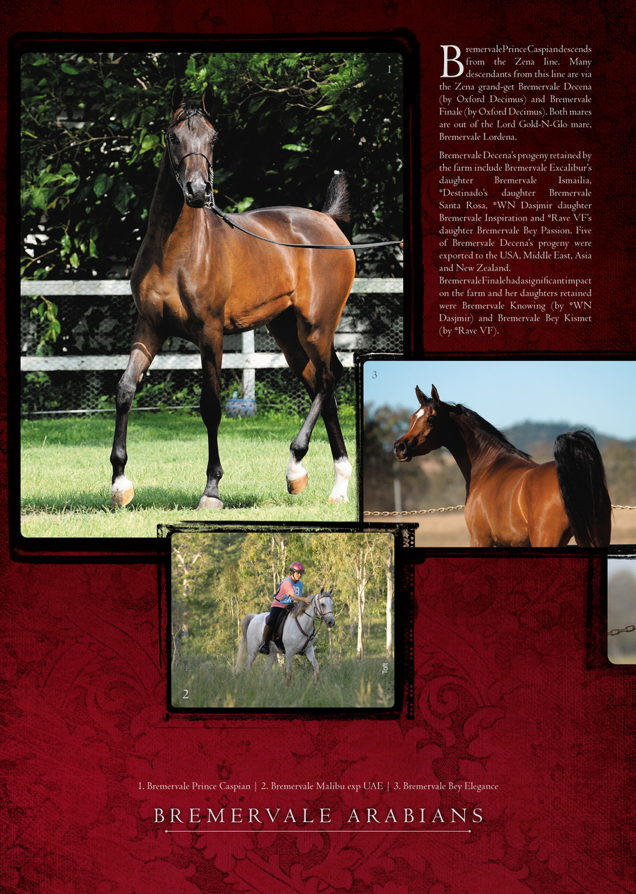 Arabian Studs & Stallions Preview Pages