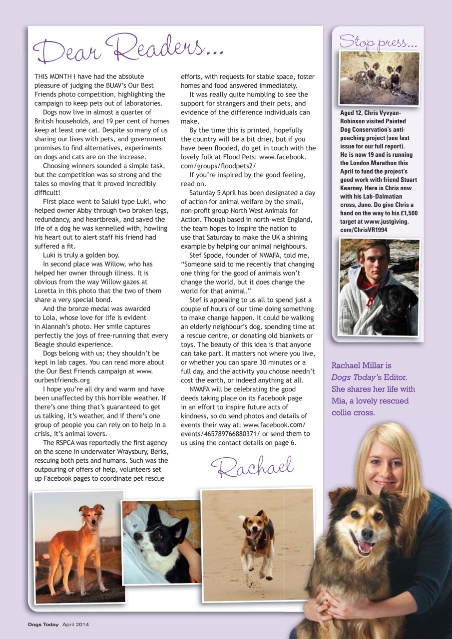 Dogs Today Magazine Preview Pages