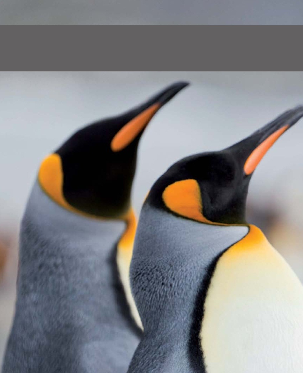 Outdoor Photography Preview Pages