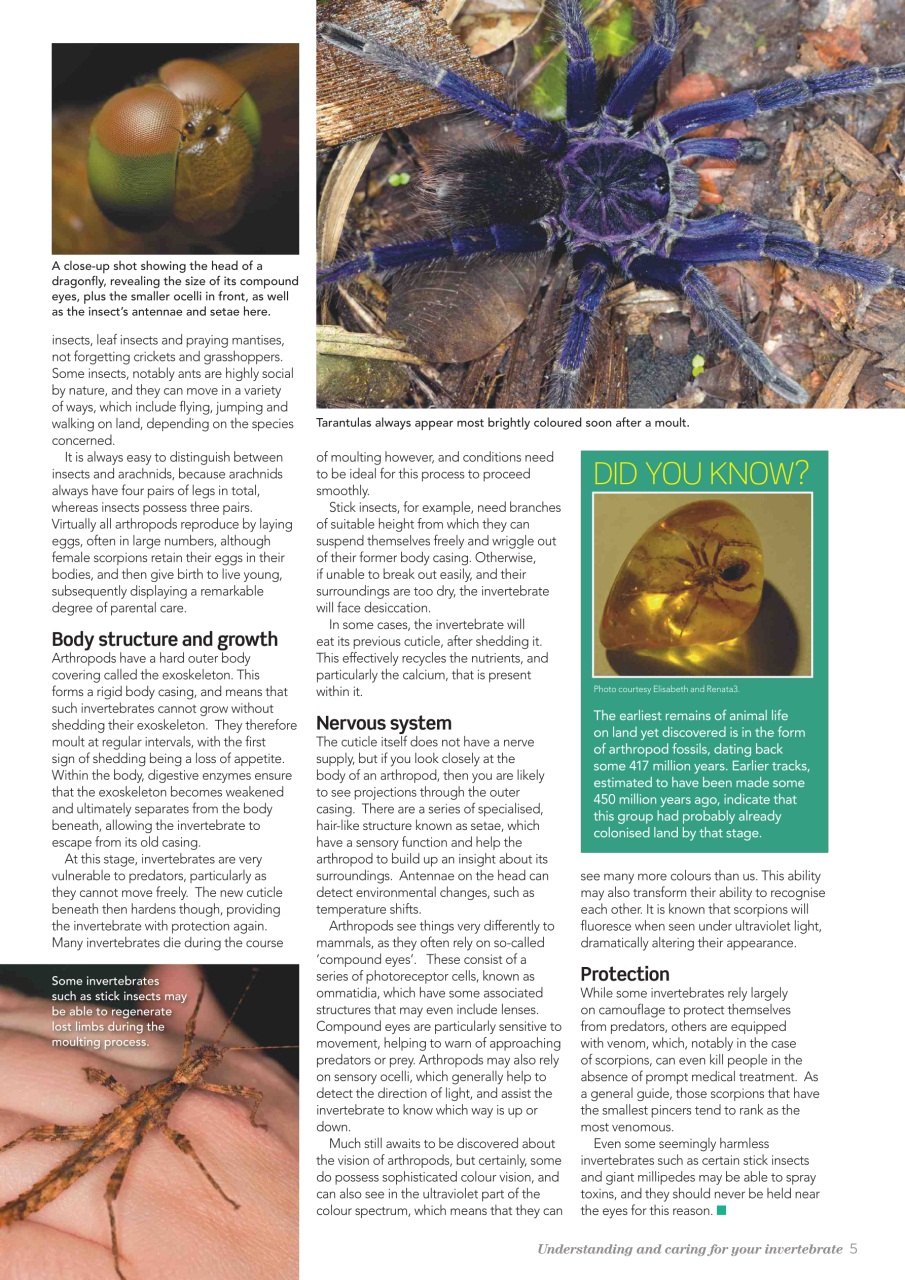 Practical Reptile Keeping Preview Pages