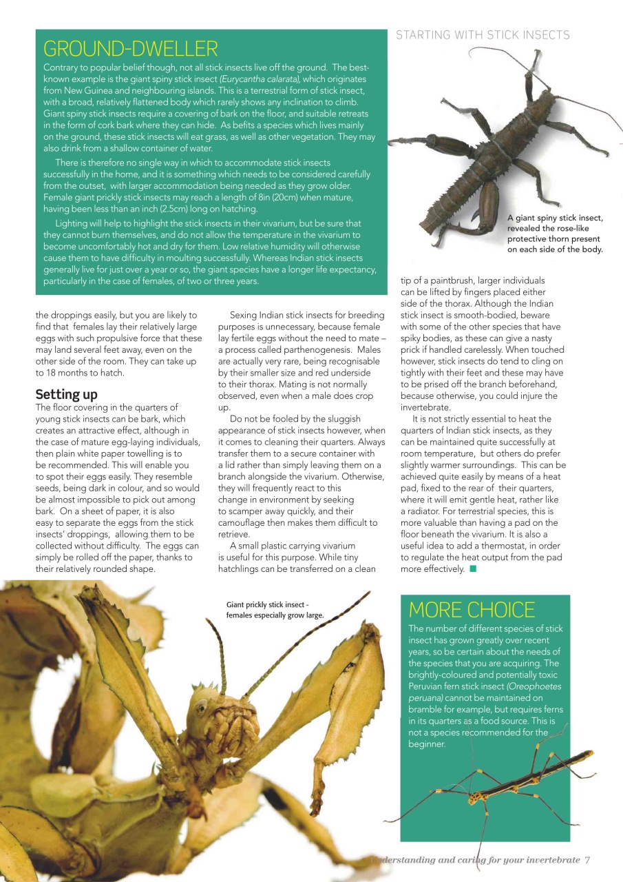 Practical Reptile Keeping Preview Pages