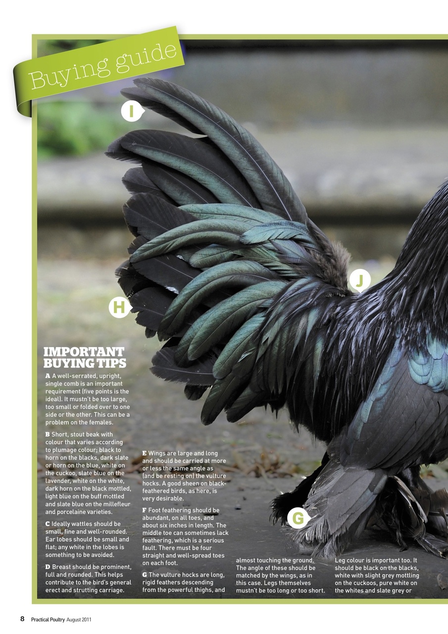 Practical Poultry Preview Pages