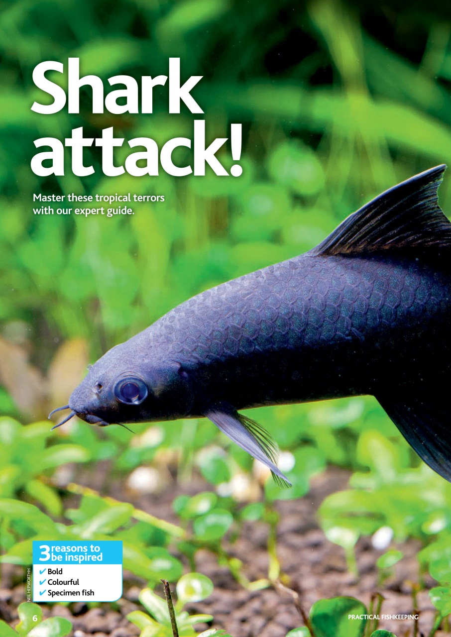 Practical Fishkeeping Preview Pages