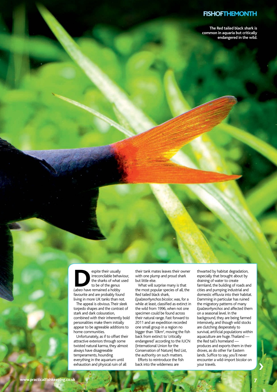 Practical Fishkeeping Preview Pages