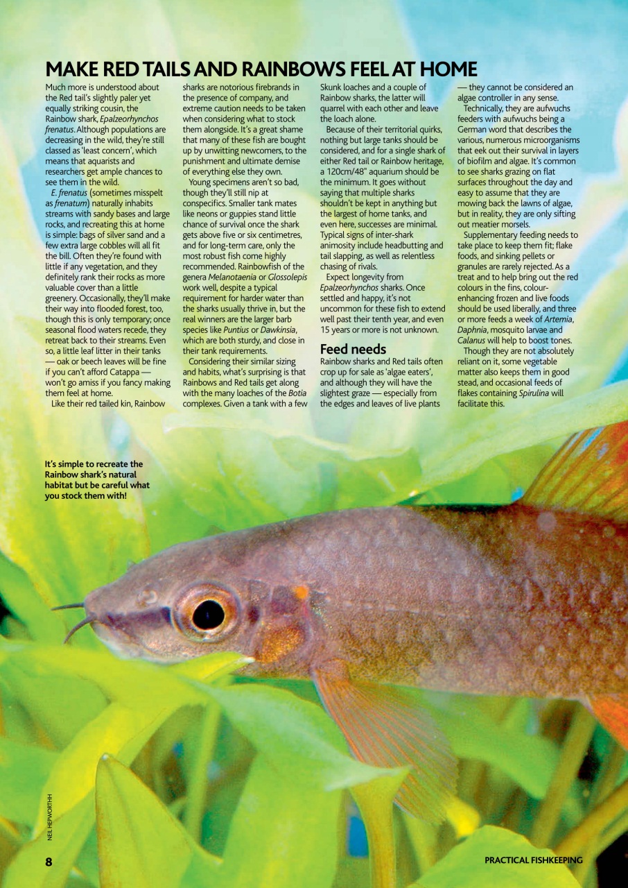 Practical Fishkeeping Preview Pages