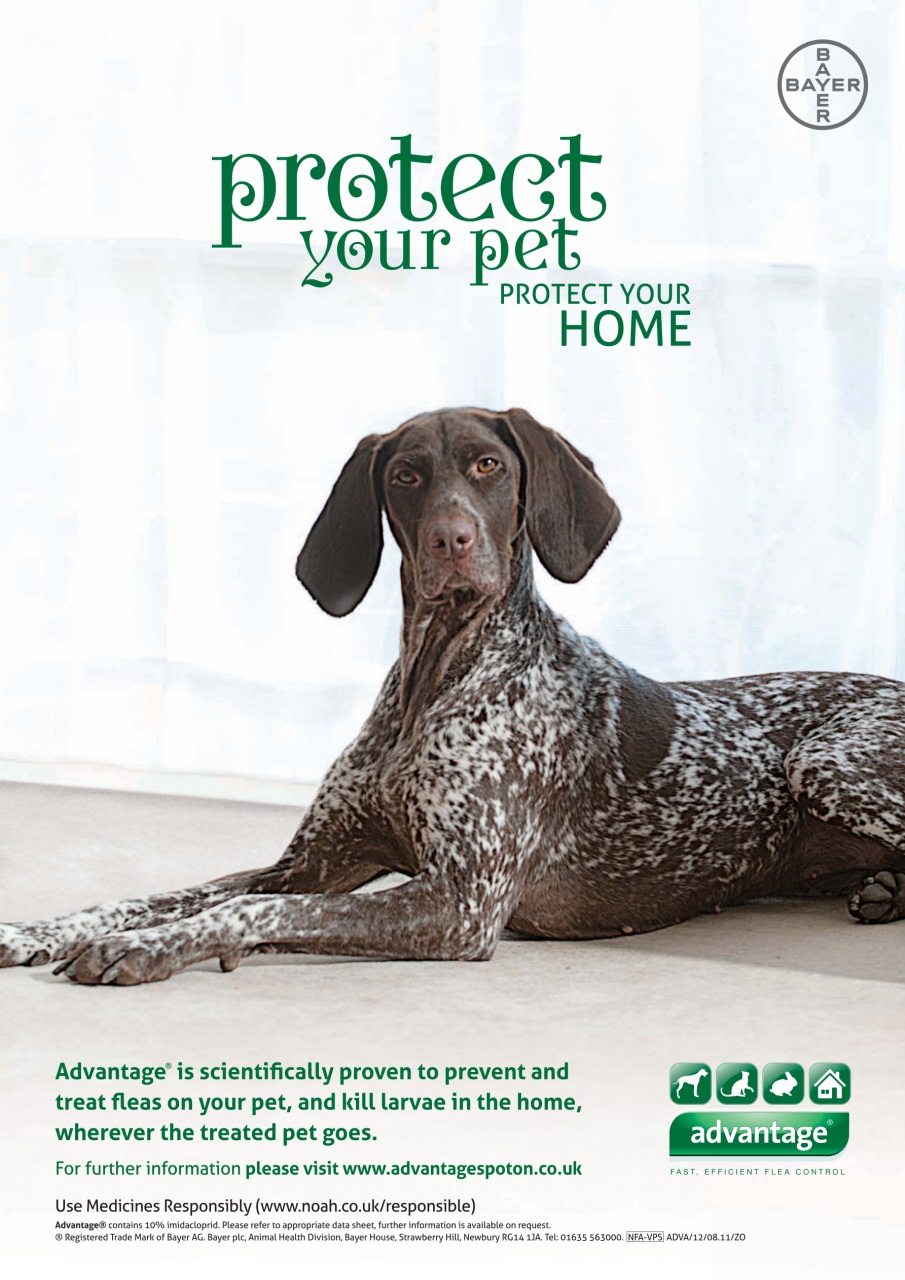 Your Dog Preview Pages