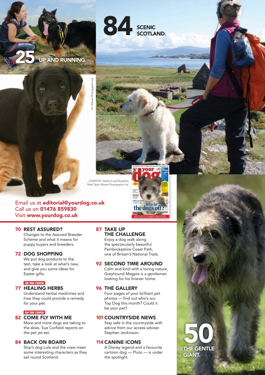 Your Dog Preview Pages