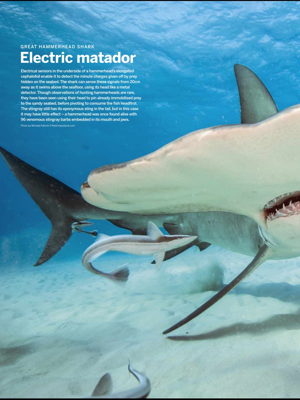 BBC Wildlife Magazine Preview Pages