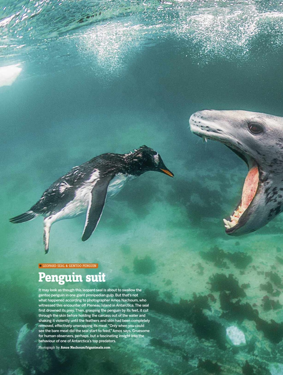 BBC Wildlife Magazine Preview Pages