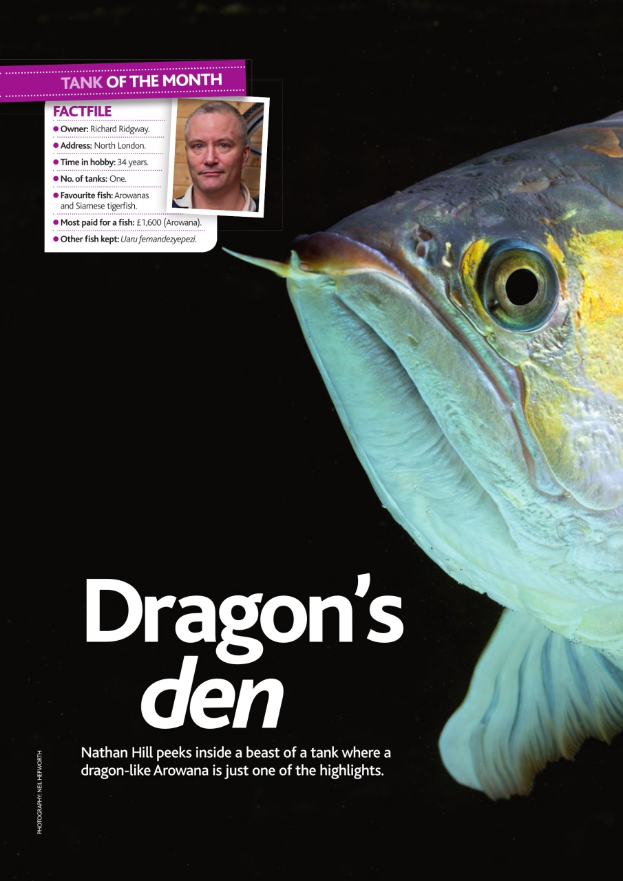 Practical Fishkeeping Preview Pages