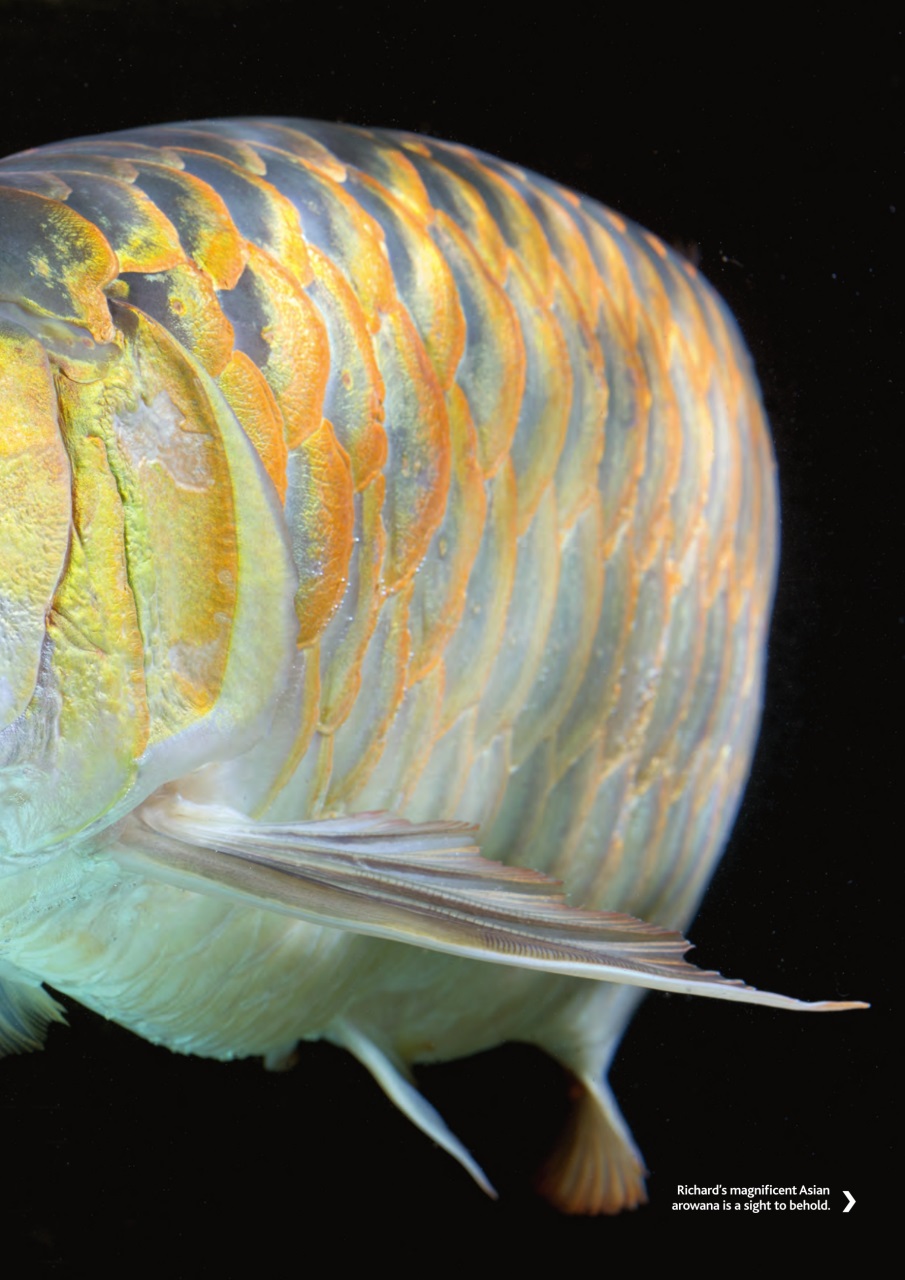 Practical Fishkeeping Preview Pages