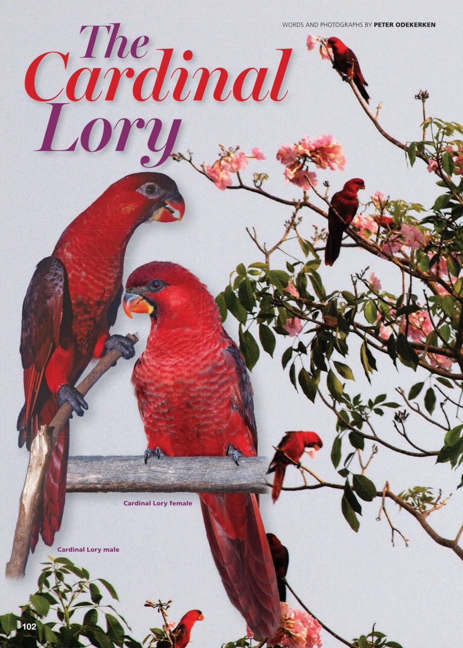Australian Birdkeeper Magazine Preview Pages