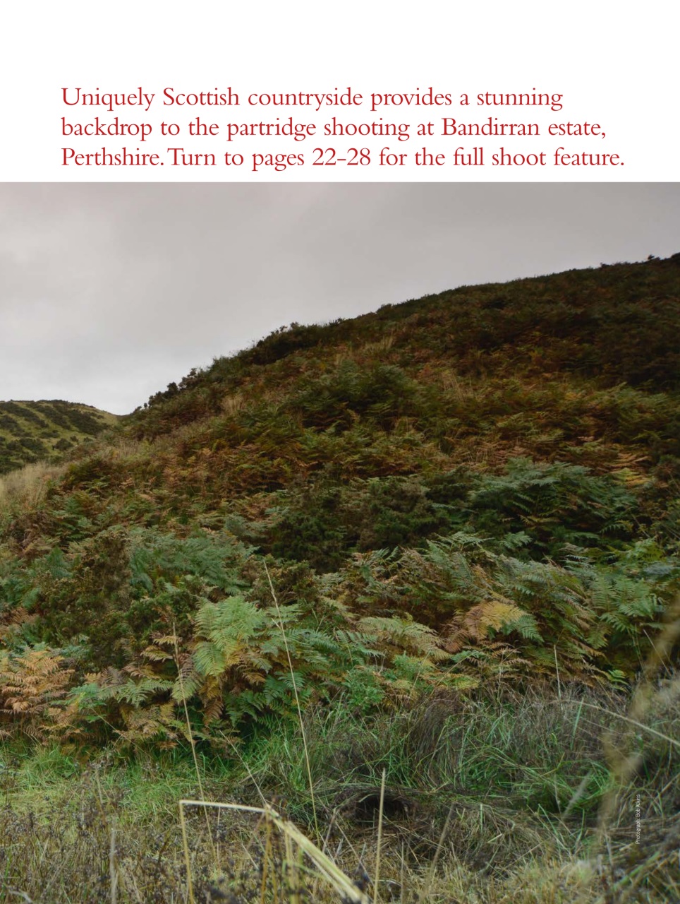 Shooting Gazette Preview Pages