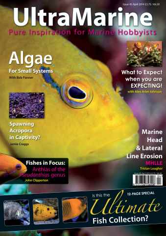 UltraMarine Magazine issue Issue 45