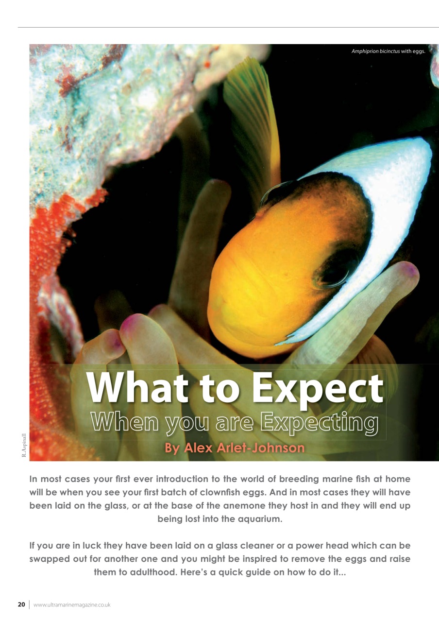 UltraMarine Magazine Preview Pages