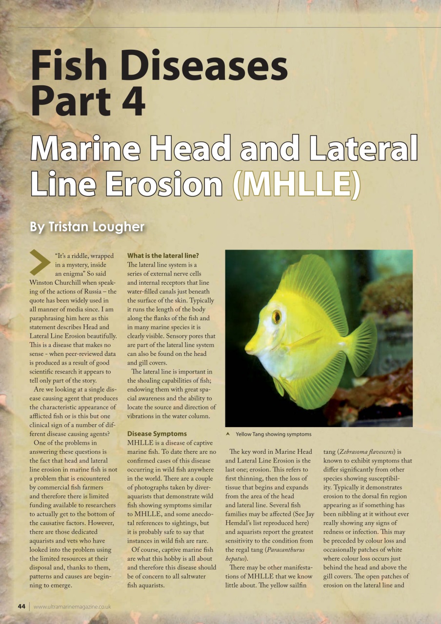 UltraMarine Magazine Preview Pages