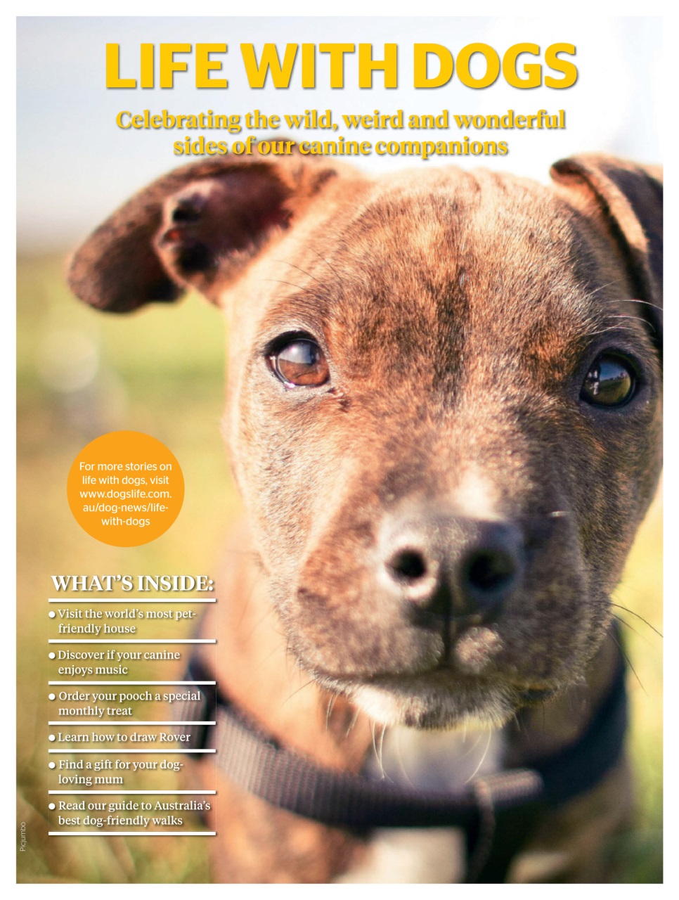 Dogs Life Preview Pages