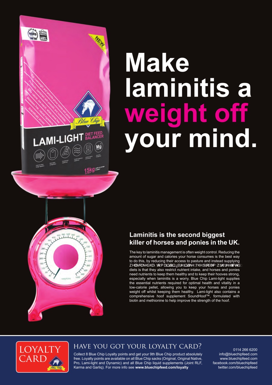 Your Horse Preview Pages