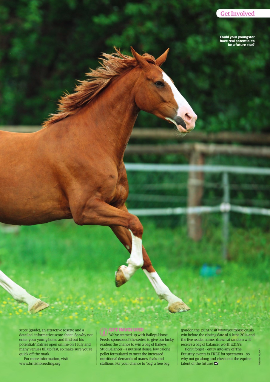 Your Horse Preview Pages