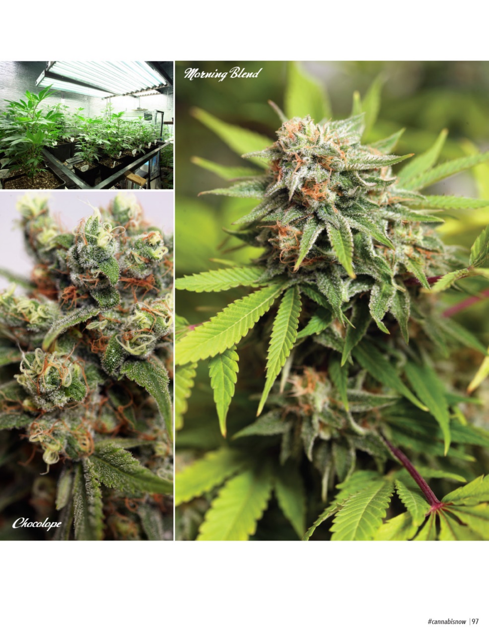 Cannabis Now Preview Pages